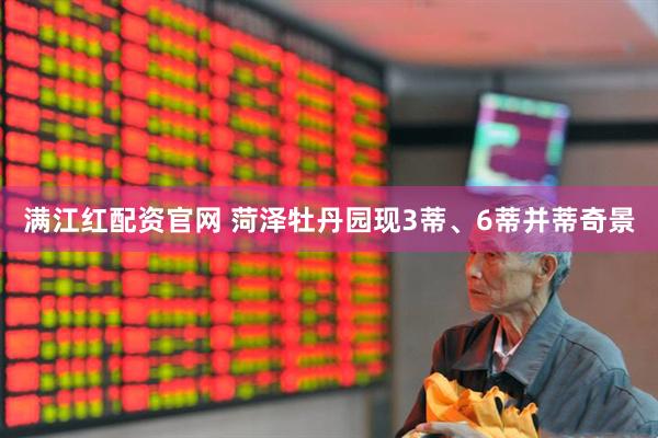 满江红配资官网 菏泽牡丹园现3蒂、6蒂并蒂奇景